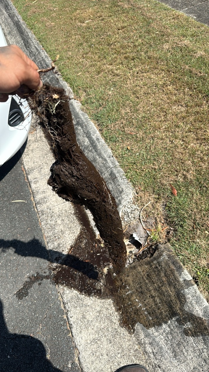 Tree roots removed from a blocked sewer pipe by H1 Plumbing & Drainage